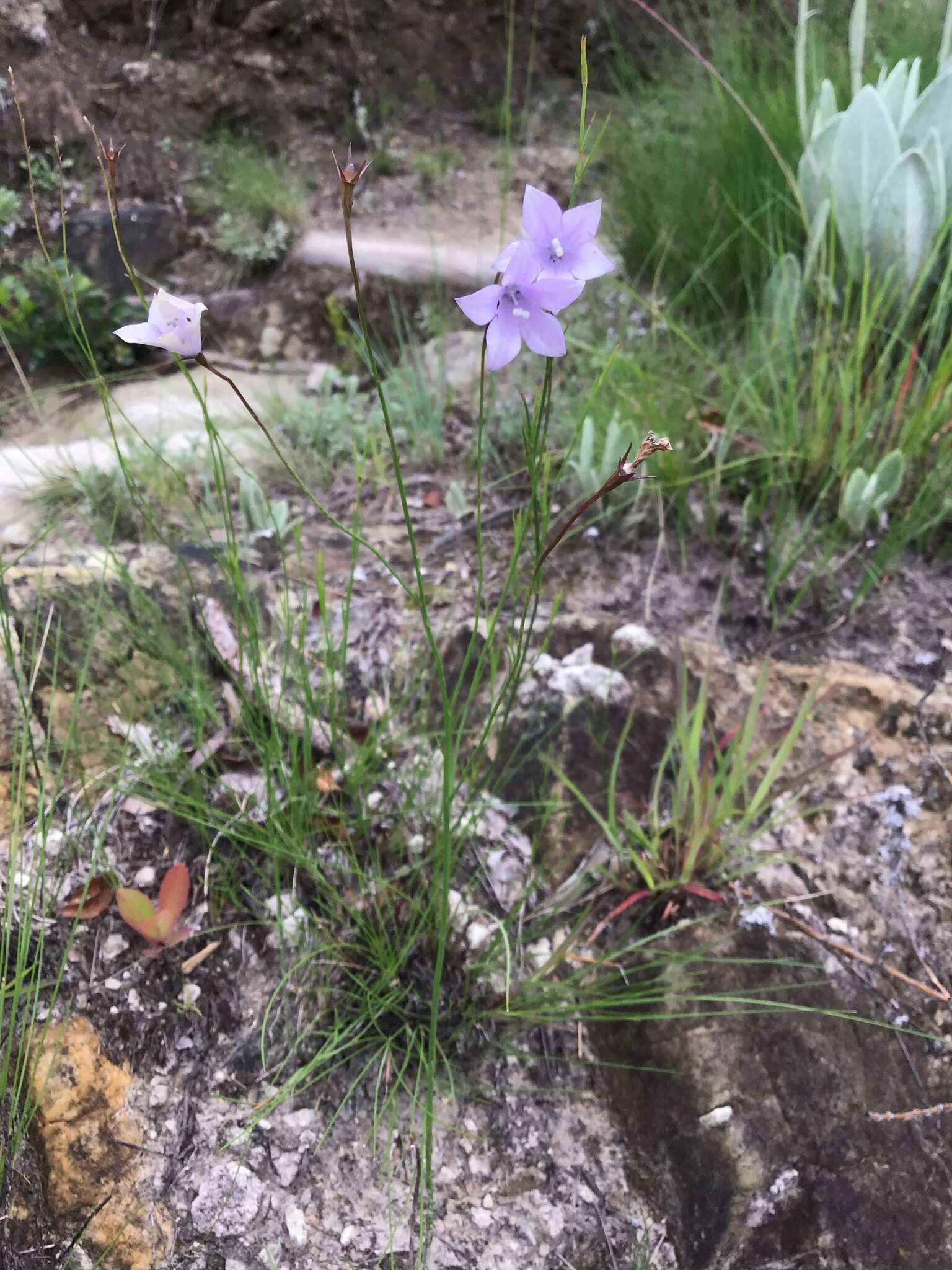 Image of Wahlenbergia krebsii Cham.