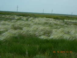 Sivun Stipa rubens P. A. Smirn. kuva