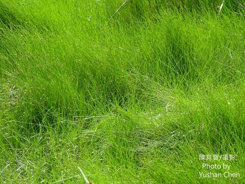 Image of Eleocharis pellucida J. Presl & C. Presl