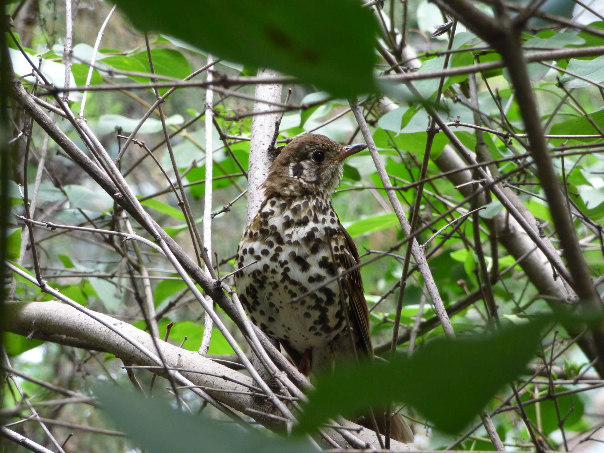 Image of Chinese Thrush