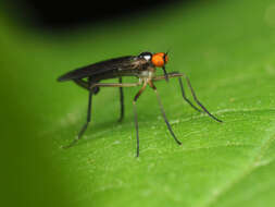 Image of Long-tailed Dance Fly