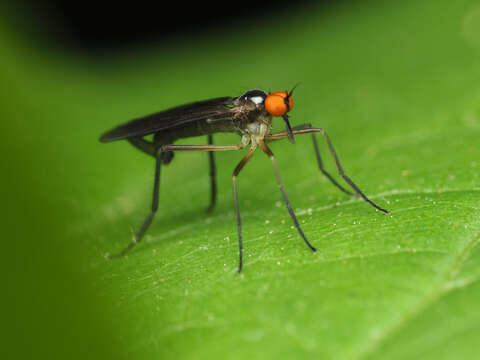 صورة Rhamphomyia longicauda Loew 1861