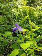 Imagem de Salvia caudata Epling