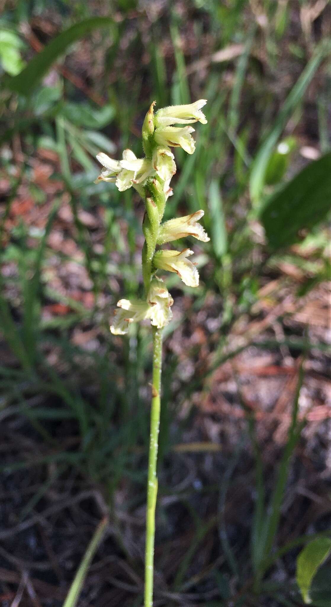 Image of Spiranthes sylvatica P. M. Br.