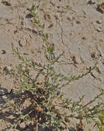 Image of spreading alkaliweed