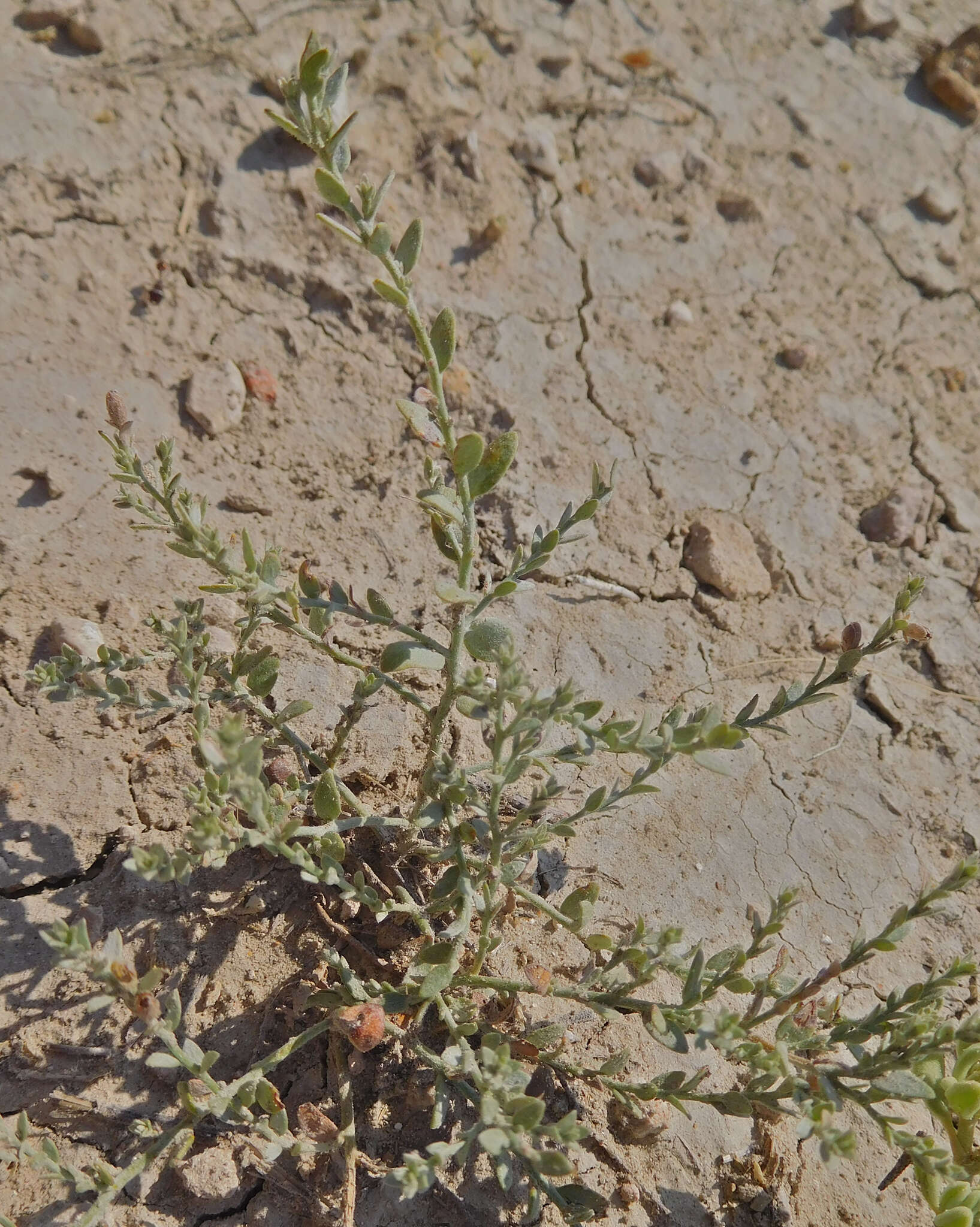 Image of spreading alkaliweed