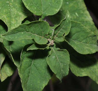 Image of Zaluzania montagnifolia (Sch. Bip.) Sch. Bip.