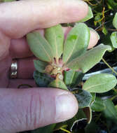 Image of Pittosporum serpentinum (de Lange) de Lange