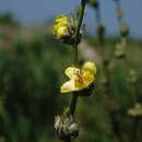 Sivun Verbascum undulatum Lam. kuva