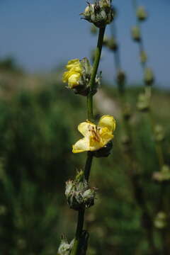 Image of Verbascum undulatum Lam.