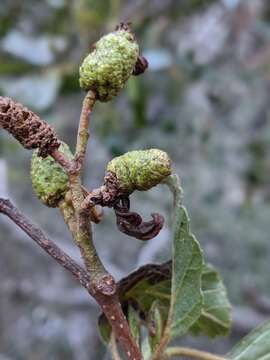 Image de Taphrina occidentalis W. W. Ray 1939