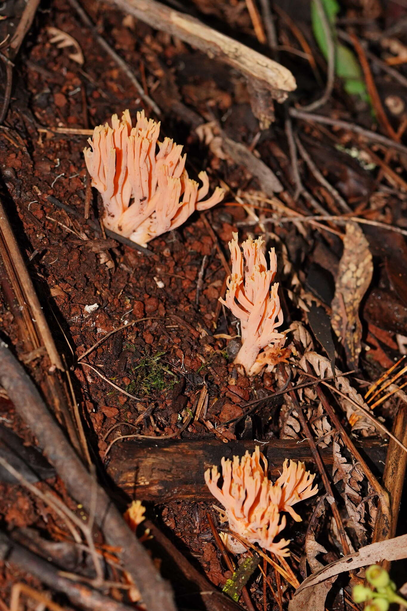 Image de Ramaria anziana R. H. Petersen 1988