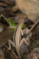 Plancia ëd Anolis tropidonotus Peters 1863