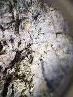 Image of needle lichen