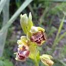 Image of Ophrys umbilicata subsp. flavomarginata (Renz) Faurh.