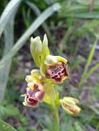 Image of Ophrys umbilicata subsp. flavomarginata (Renz) Faurh.