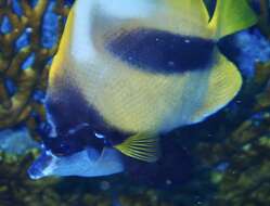 Image of Red Sea Bannerfish