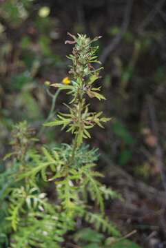 Imagem de Pedicularis anthemifolia subsp. elatior (Regel) Tsoong