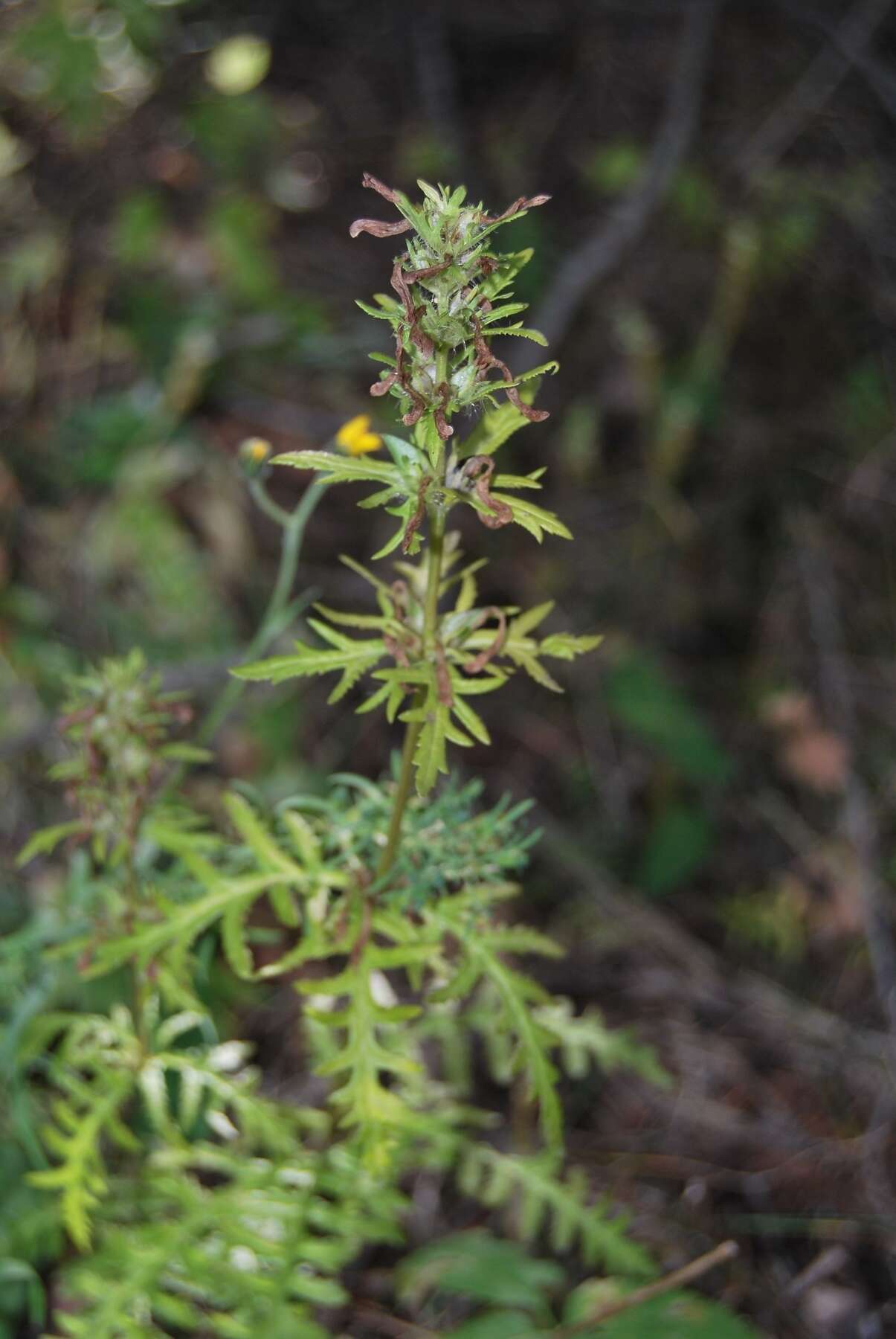 Image of Pedicularis anthemifolia subsp. elatior (Regel) Tsoong