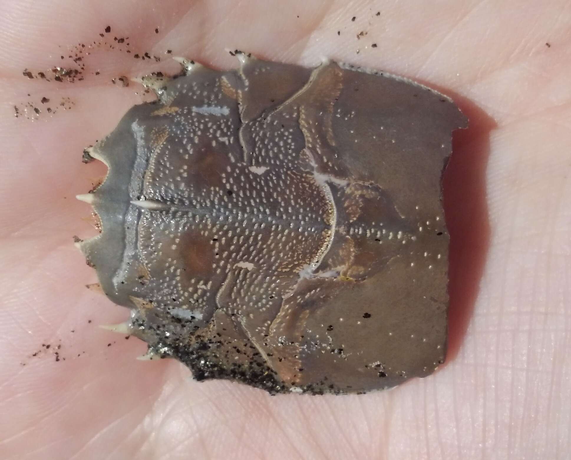 Image of spiny mole crab