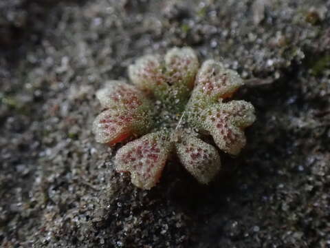 Image of Riccia frostii Austin