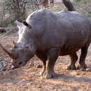 Image of Ceratotherium simum simum