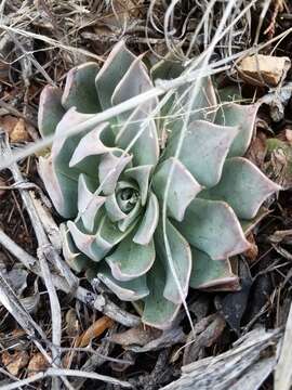 Image of Patagonia Mountain leatherpetal