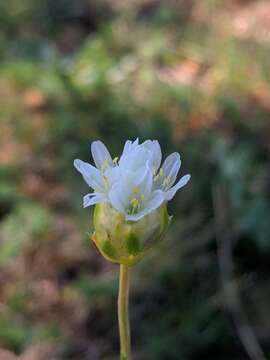 Image of Armeria alliacea (Cav.) Hoffmanns. & Link