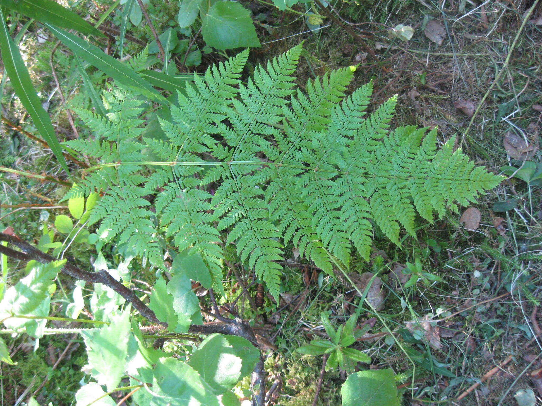 Image of spreading woodfern