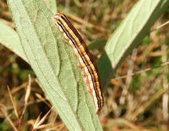 Image of Striped Garden Caterpillar