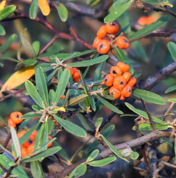 Image of narrowleaf firethorn