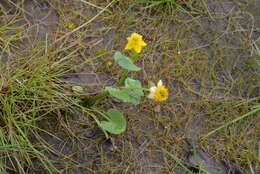 Image of Caltha palustris subsp. violacea (Khokhr.) A. N. Luferov