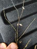 صورة Digitaria patens (Swallen) Henrard