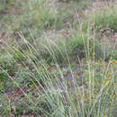 Image of cup grass