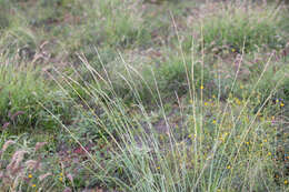 Image of cup grass