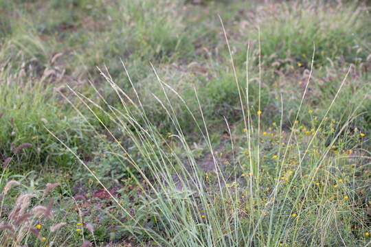 Plancia ëd Eriochloa crebra S. T. Blake