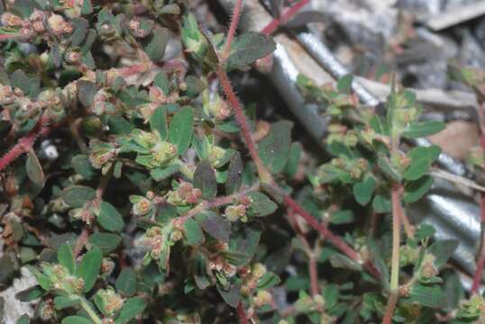 Image of Euphorbia cozumelensis Millsp.