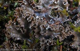 Image of Pacific felt lichen