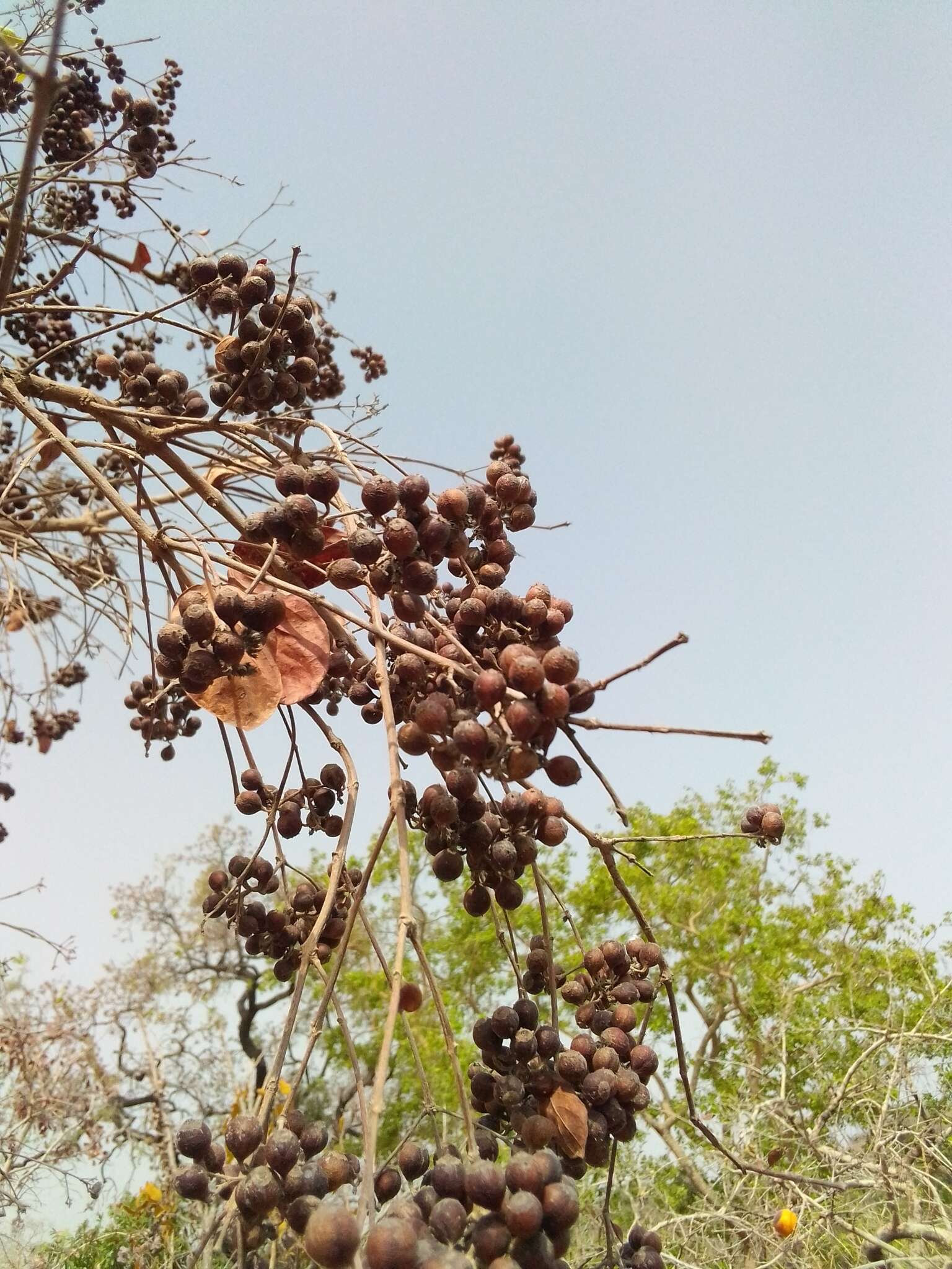 Image of Common crown-berry