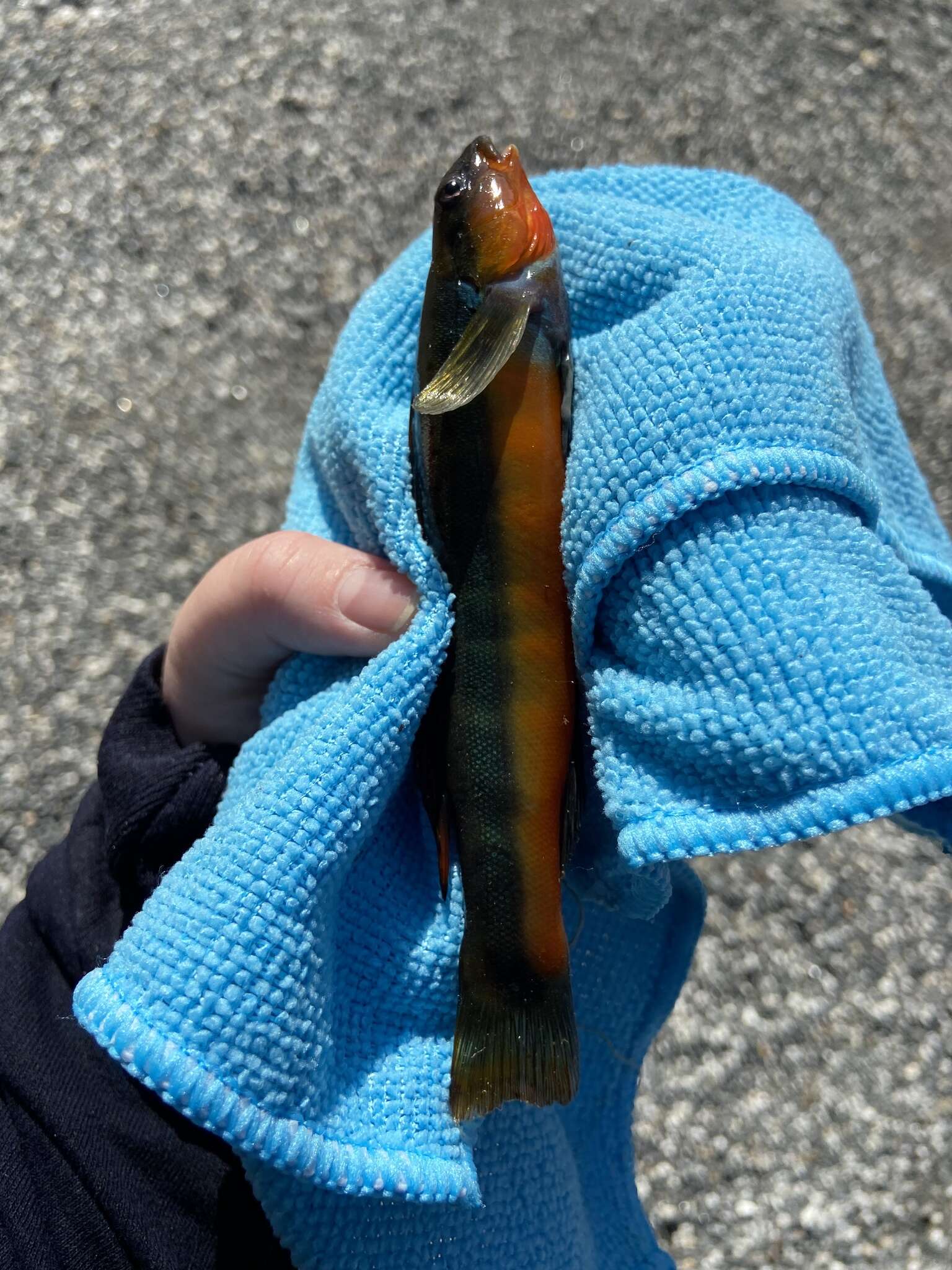 Image of Tangerine Darter