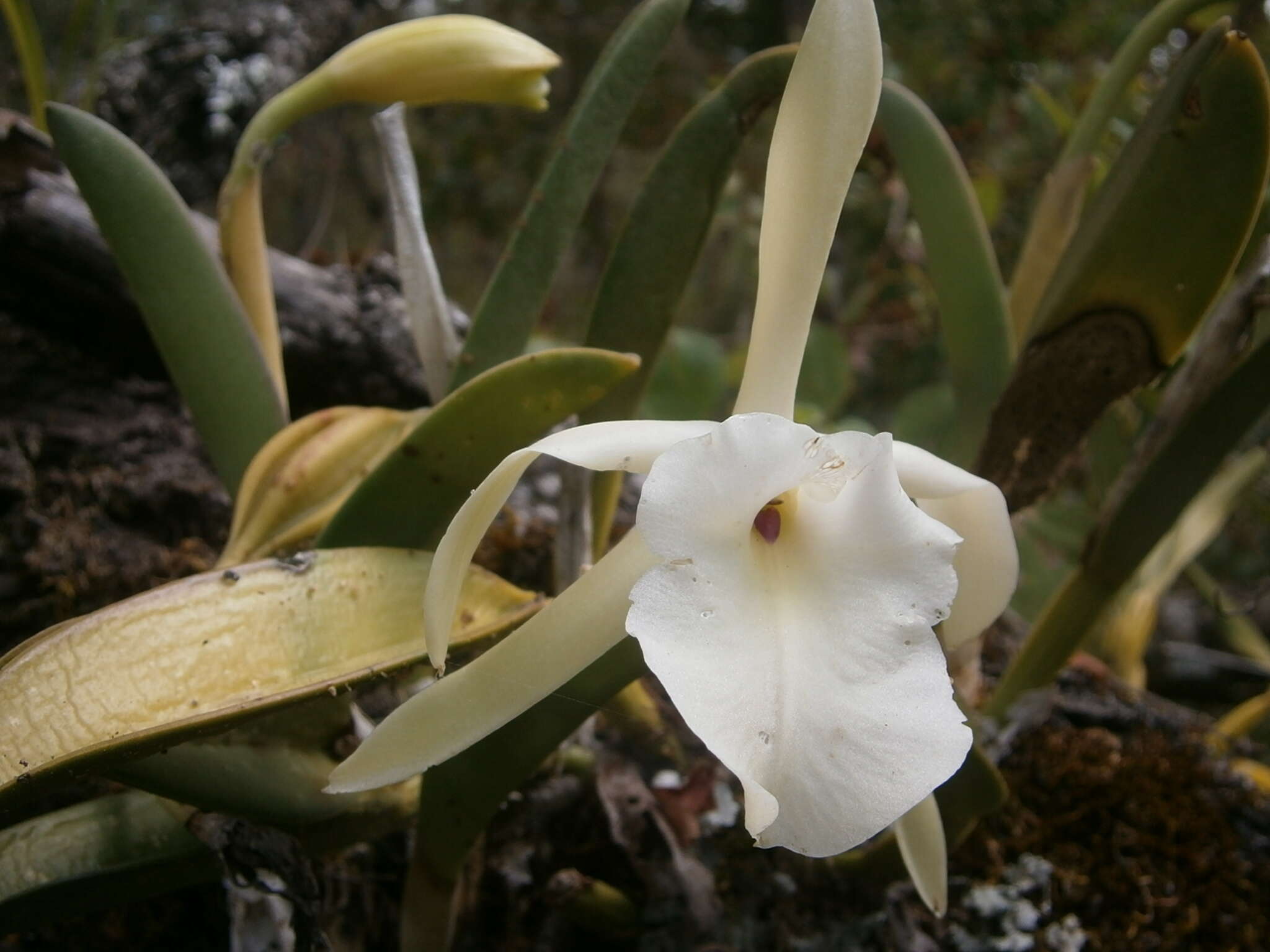 Image of Rhyncholaelia glauca (Lindl.) Schltr.