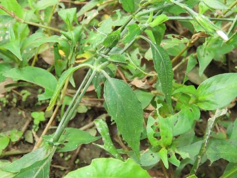 Image of Dicliptera japonica (Thunb.) Makino