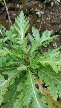 Image of Argyranthemum pinnatifidum subsp. pinnatifidum