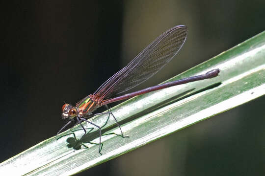 Image of Hetaerina caja (Drury 1773)