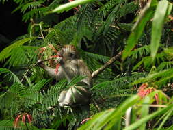 Macaca fascicularis fascicularis (Raffles 1821) resmi