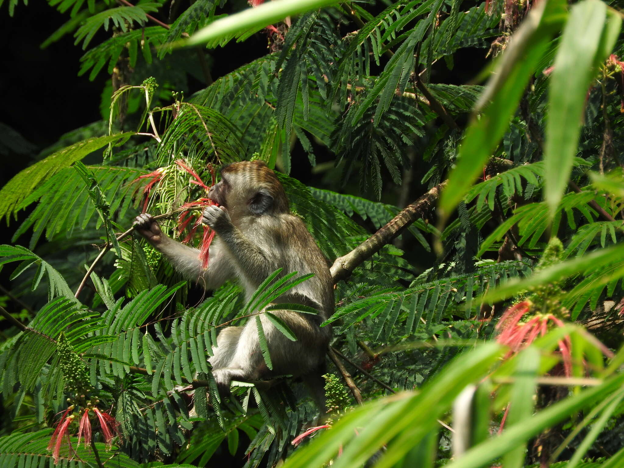 Macaca fascicularis fascicularis (Raffles 1821) resmi