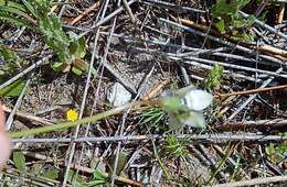 Image of Wahlenbergia capensis (L.) A. DC.