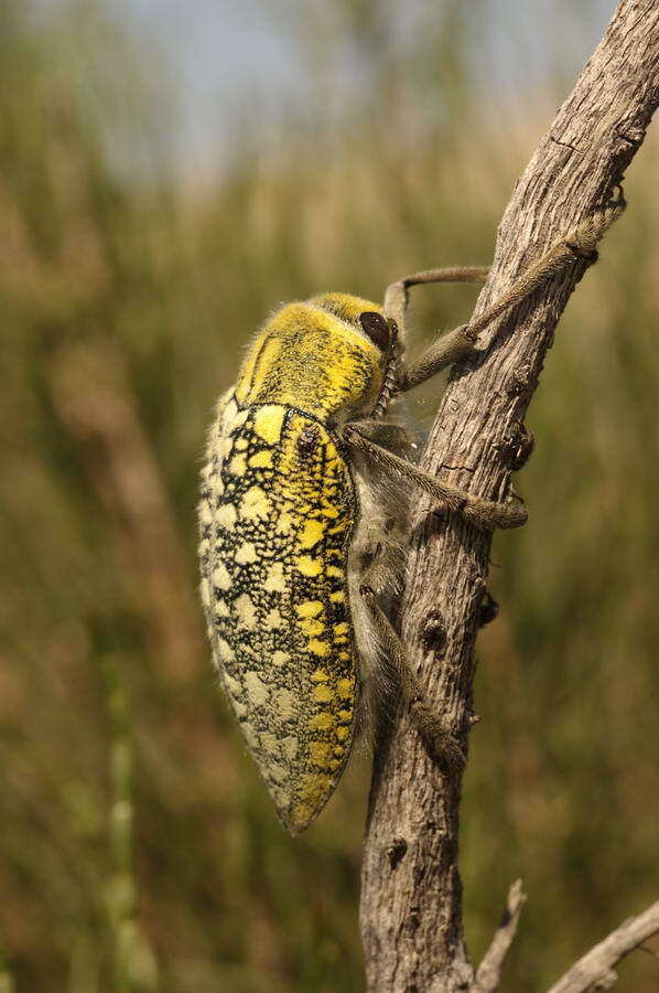 Imagem de Julodis variolaris (Pallas 1773)