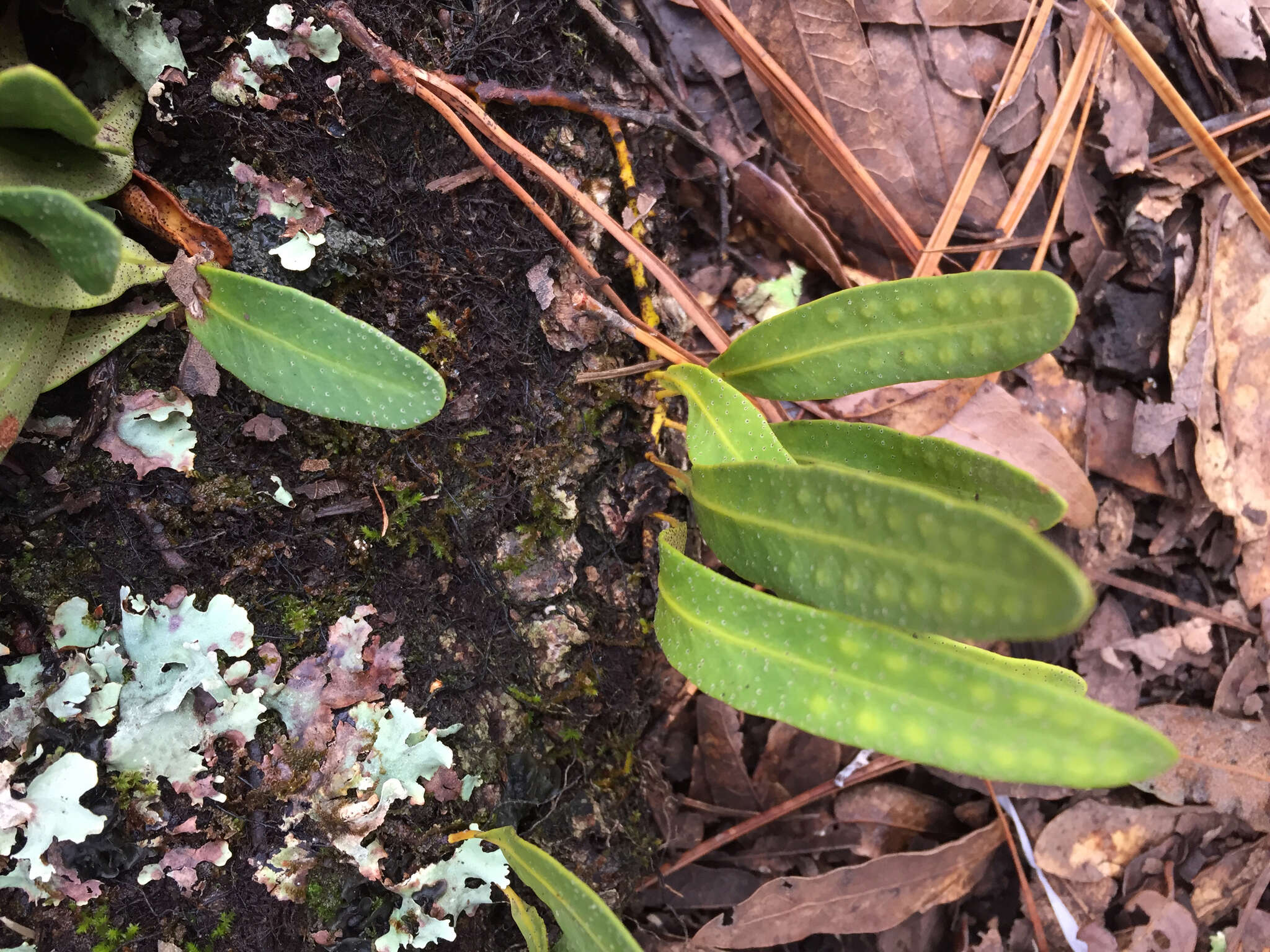 Image of redscale scaly polypody