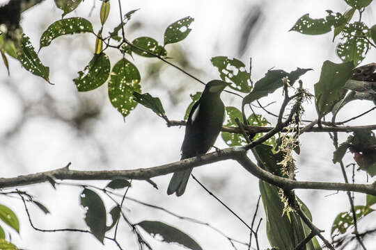 Image of Black Solitaire